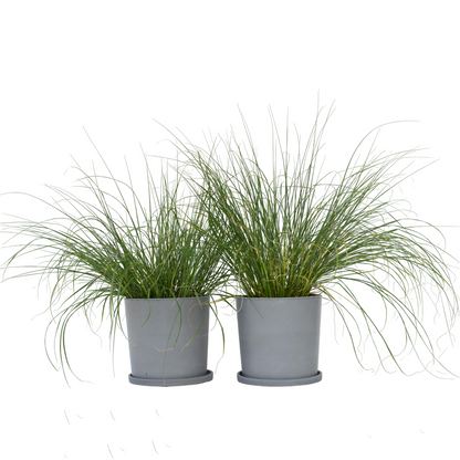 Pennisétum - Set de 2 - Pennisetum alopecuroides 'Hameln' - H20-30cm - ⌀23cm