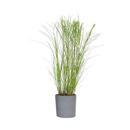 Roseau de Chine - Miscanthus sinensis 'Gracillimus' - Hauteur 40-60cm - ⌀23cm