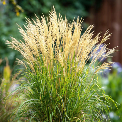 Roseau de Chine - Set de 2 - Miscanthus 'Gracillimus' - H40-60cm - ⌀23cm
