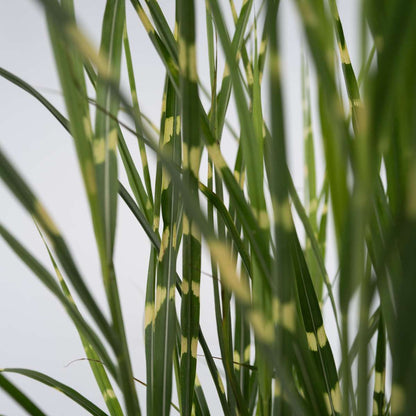 Chinese silver grass - Miscanthus sinensis 'Zebrinus' - Height 20-30cm - ⌀23cm