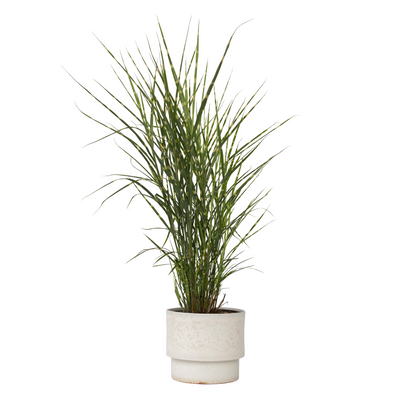 Chinese silver grass - Miscanthus sinensis 'Zebrinus' - Height 20-30cm - ⌀23cm