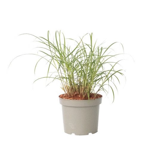 Chinese silver grass - Miscanthus sinensis 'Red Chief' - Height 40-60cm - ⌀23cm