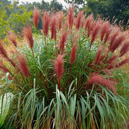 Chinese silver grass - 2 pcs. - Miscanthus 'Red Chief' - Height 40-60cm - ⌀23cm