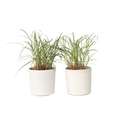 Chinese silver grass - 2 pcs. - Miscanthus 'Red Chief' - Height 40-60cm - ⌀23cm