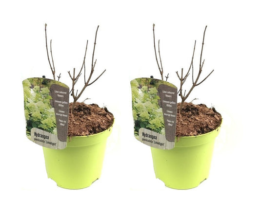 Hortensia - Set de 2 - Hydrangae paniculata 'Limelight' - H25-40cm - ⌀19cm - TD Plantz