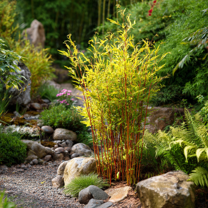 Bambou non-traçant - Fargesia nitida 'Red Dragon' - Hauteur 60-80cm - ⌀17cm