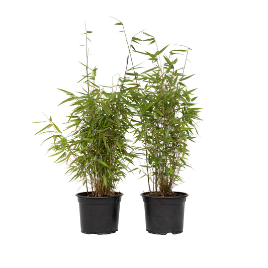 Chinese fountain bamboo - 4 pcs. - Fargesia 'Red Dragon' - H60-80cm - ⌀17cm