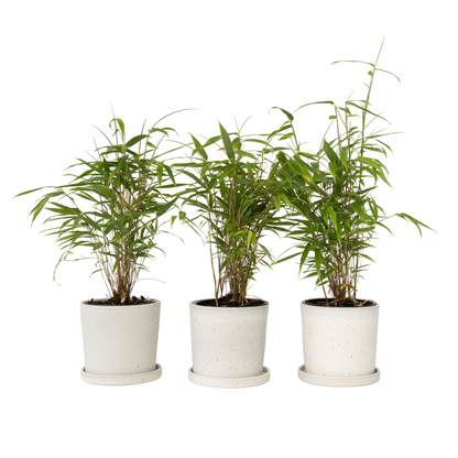 Bambou Bleu - Set de 6 - Fargesia papyrifera 'Grex' - Hauteur 30-40cm - ⌀13cm - TD Plantz