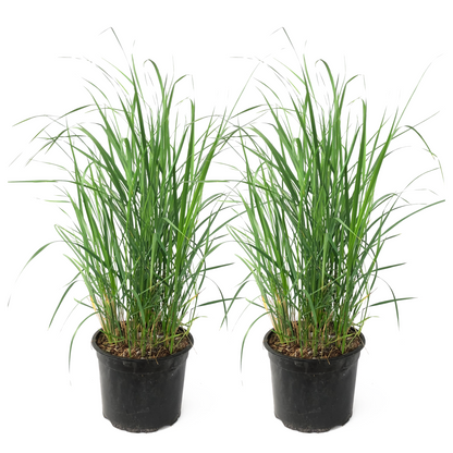 Calamagrostide - Set de 2 - Calamagrostis 'Karl Foerster' - H40-60cm - ⌀23cm