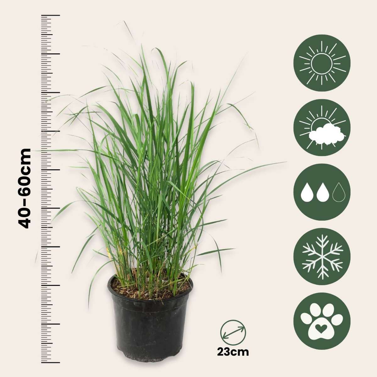 Calamagrostide - Set de 2 - Calamagrostis 'Karl Foerster' - H40-60cm - ⌀23cm