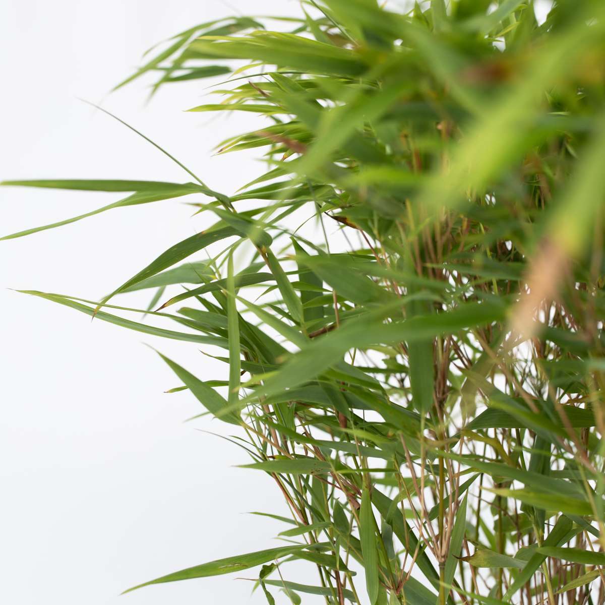 Bambou non-traçant - Fargesia nitida 'Gansu' - Hauteur 50-70cm - ⌀17cm