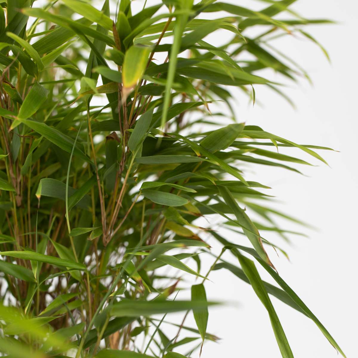 Bambou non-traçant - Fargesia nitida 'Gansu' - Hauteur 50-70cm - ⌀17cm