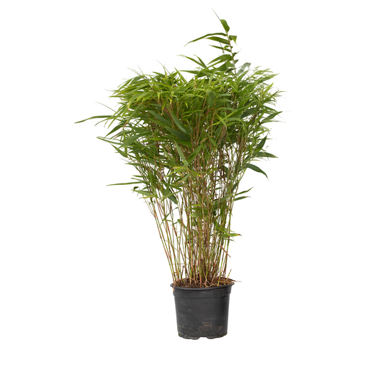 Chinese fountain bamboo - Fargesia nitida 'Gansu' - Height 50-70cm - ⌀17cm