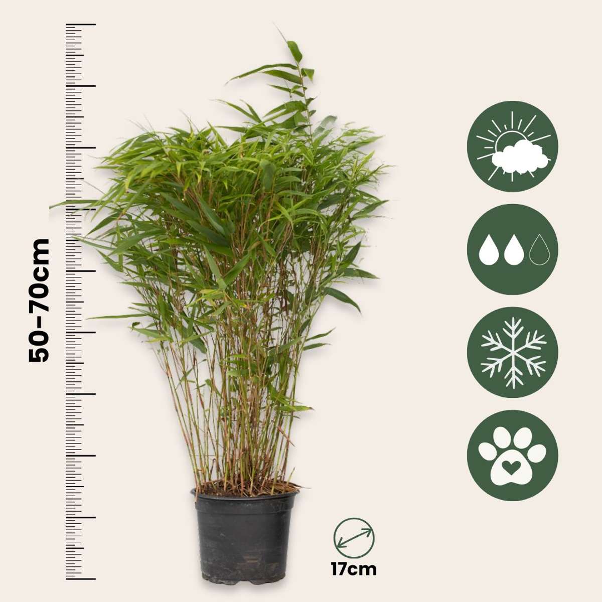 Bambou non-traçant - Set de 2 - Fargesia nitida 'Gansu' - H50-70cm - ⌀17cm