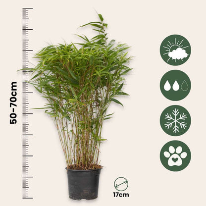 Bambou non-traçant - Set de 2 - Fargesia nitida 'Gansu' - H50-70cm - ⌀17cm
