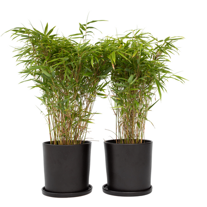 Bambou non-traçant - Set de 4 - Fargesia nitida 'Gansu' - H50-70cm - ⌀17cm - TD Plantz