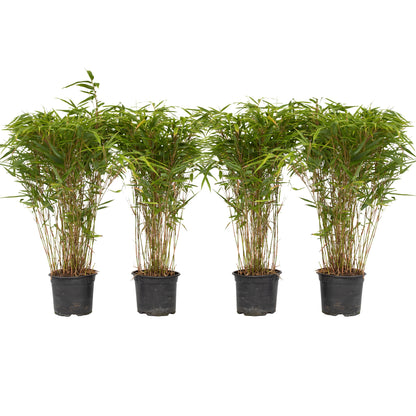 Bambou non-traçant - Set de 4 - Fargesia nitida 'Gansu' - H50-70cm - ⌀17cm - TD Plantz