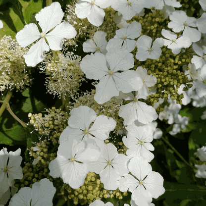 Hortensia - Hydrangea paniculata 'Ice Crystal' - Hauteur 25-40cm - ⌀19cm