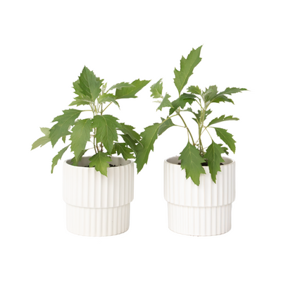 Hortensia - Set de 2 - Hydrangea 'Ice Crystal' - Hauteur 25-40cm - ⌀19cm