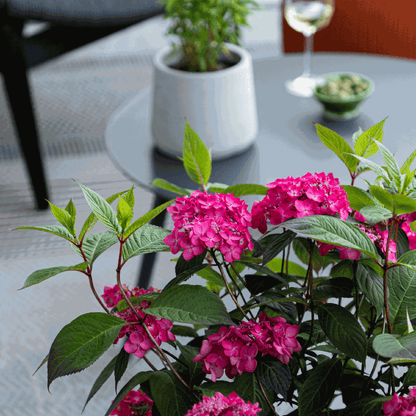 Hortensia - Set de 2 - Hydrangea 'Magic Sunset' - Hauteur 25-40cm - ⌀19cm