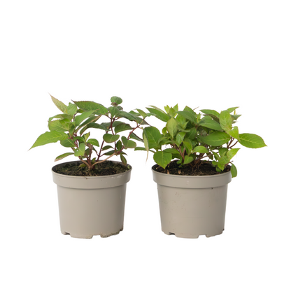 Hortensia - Set de 2 - Hydrangea 'Magic Sunset' - Hauteur 25-40cm - ⌀19cm