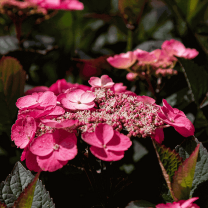 Hortensia - Set de 2 - Hydrangea 'Dare Devil' - Hauteur 25-40cm - ⌀19cm