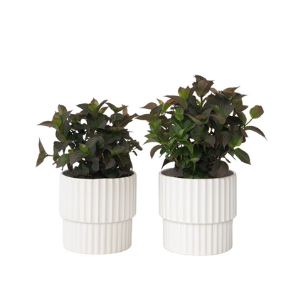 Hortensia - Set de 2 - Hydrangea 'Dare Devil' - Hauteur 25-40cm - ⌀19cm