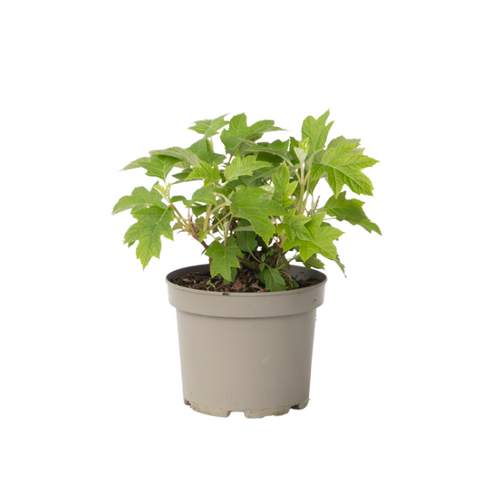 Hortensia - Hydrangea paniculata 'Toy Soldier' - Hauteur 25-40cm - ⌀19cm