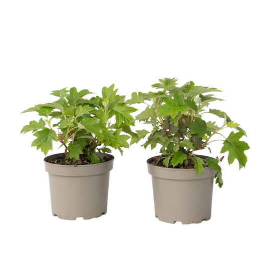 Hortensia - Set de 2 - Hydrangea 'Toy Soldier' - Hauteur 25-40cm - ⌀19cm
