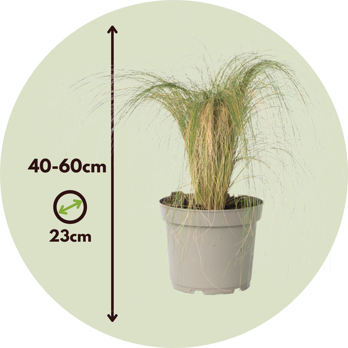 Feather grass - 2 pieces - Pennisetum 'Stipa' - Height 40-60cm - ⌀23cm