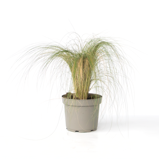 Feather grass - Pennisetum 'Stipa' - Height 40-60cm - ⌀23cm