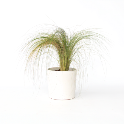 Herbe à plumes - Pennisetum 'Stipa' - Hauteur 40-60cm - ⌀23cm