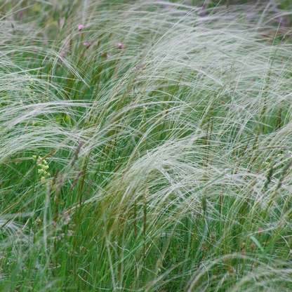 Feather grass - 2 pieces - Pennisetum 'Stipa' - Height 40-60cm - ⌀23cm