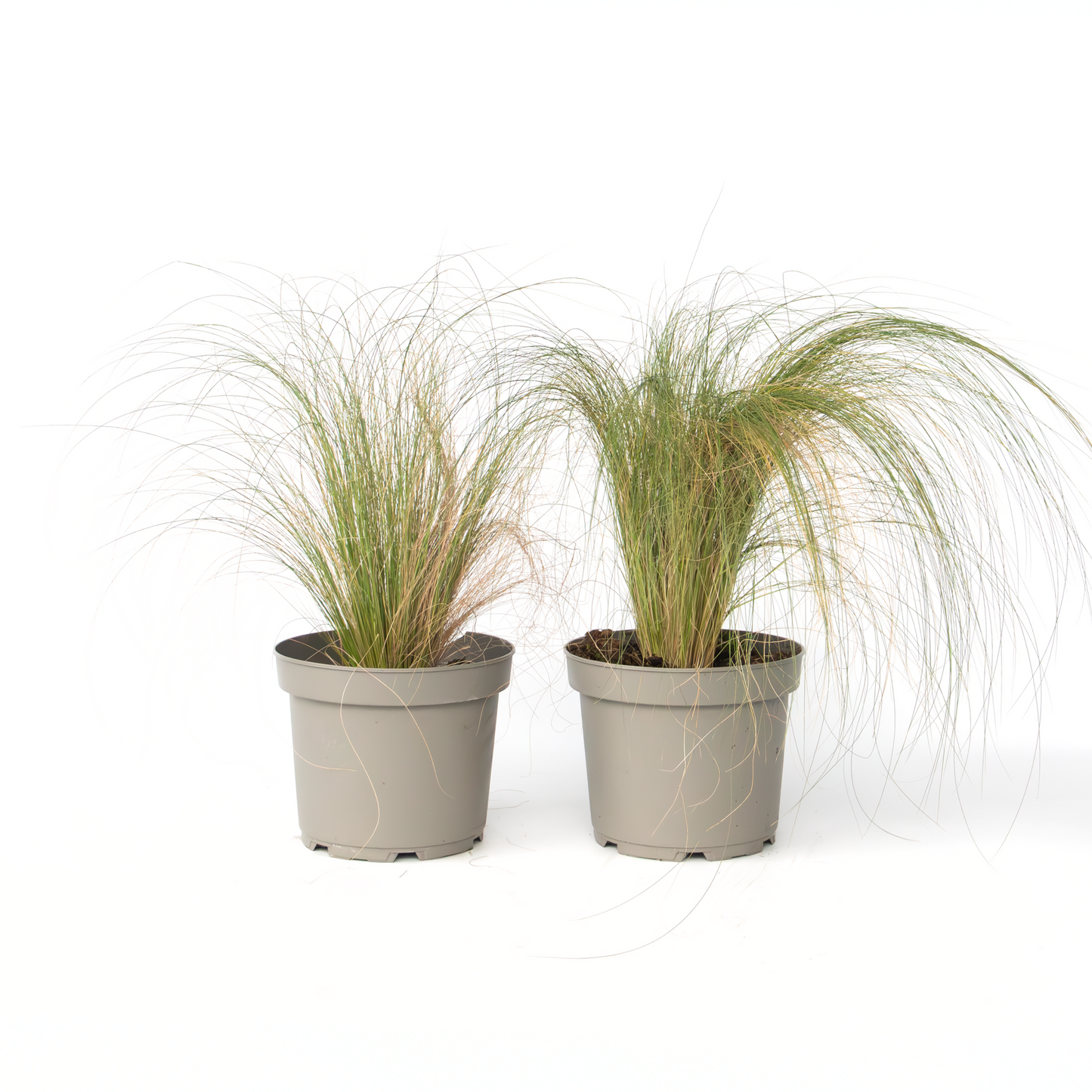 Feather grass - 2 pieces - Pennisetum 'Stipa' - Height 40-60cm - ⌀23cm