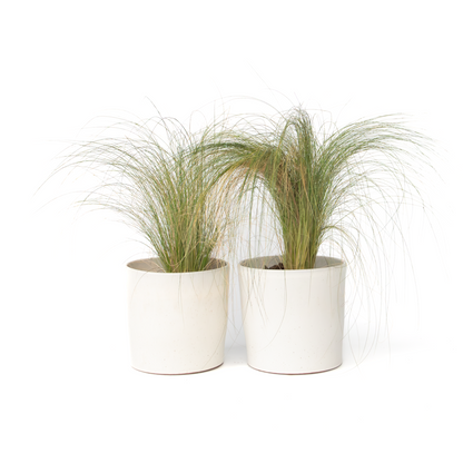 Feather grass - 2 pieces - Pennisetum 'Stipa' - Height 40-60cm - ⌀23cm