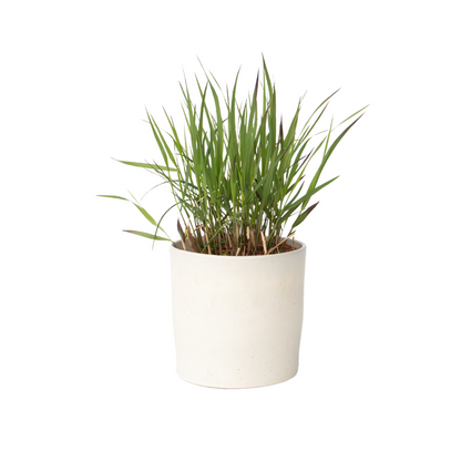Herbe aux doigts - Panicum Virgatum 'Squaw' - Hauteur 40-60cm - ⌀23cm
