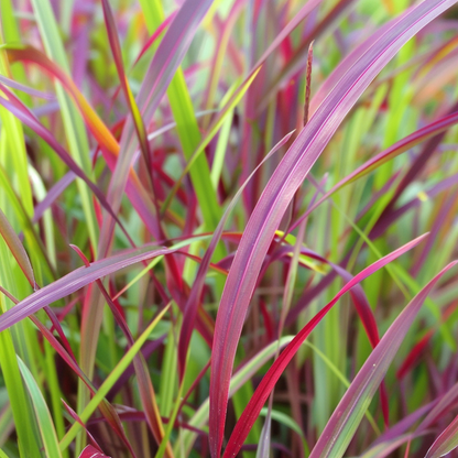 Switchgrass - 2 pieces - Panicum Virgatum 'Squaw' - Height 40-60cm - ⌀23cm