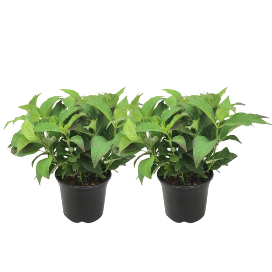 Hortensia - Set de 2 - Hydrangea serrata 'Summerglow' - Hauteur 25-40cm - ⌀19cm