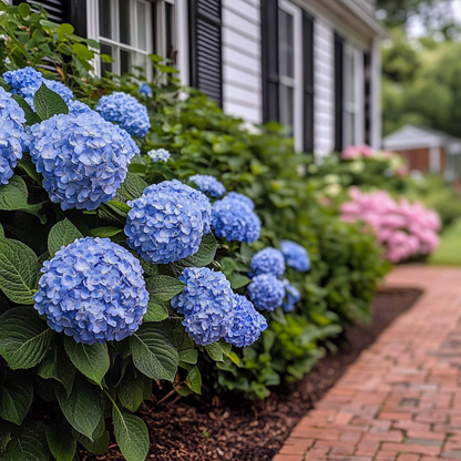 Hortensia - Set de 4 - Hydrangea serrata 'Summerglow' - Hauteur 25-40cm - ⌀19cm
