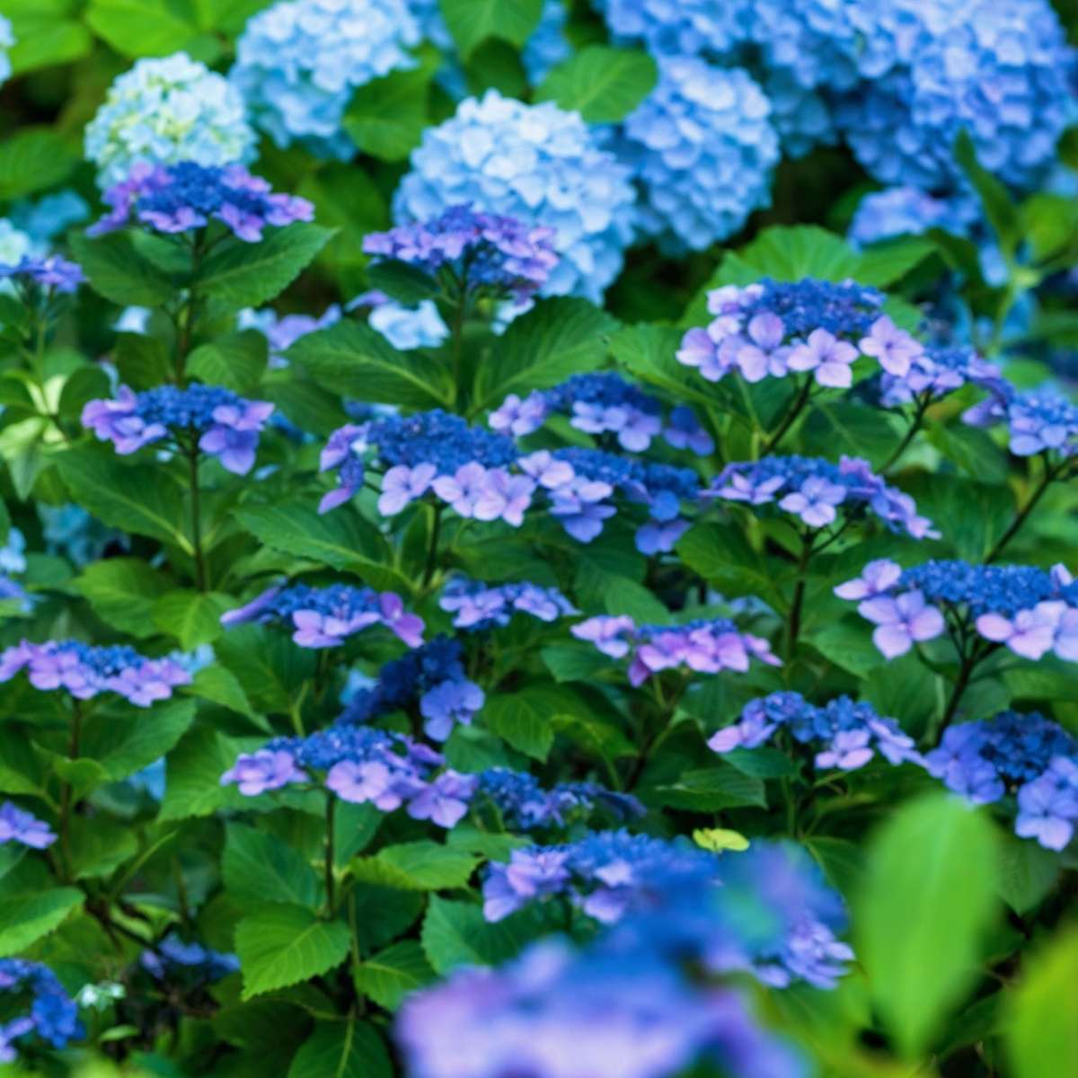 Hortensia - Set de 4 - Hydrangea serrata 'Summerglow' - Hauteur 25-40cm - ⌀19cm