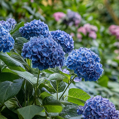 Hortensia - Set de 4 - Hydrangea serrata 'Summerglow' - Hauteur 25-40cm - ⌀19cm