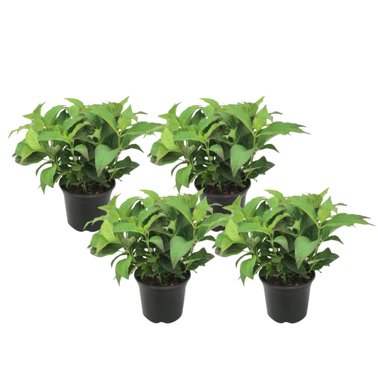 Hortensia - Set de 4 - Hydrangea serrata 'Summerglow' - Hauteur 25-40cm - ⌀19cm