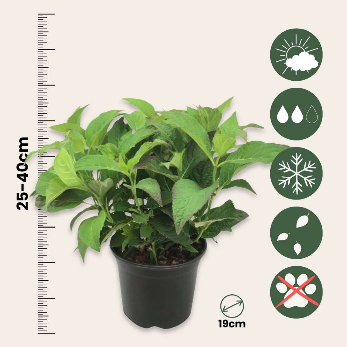 Hortensia - Set de 4 - Hydrangea serrata 'Summerglow' - Hauteur 25-40cm - ⌀19cm