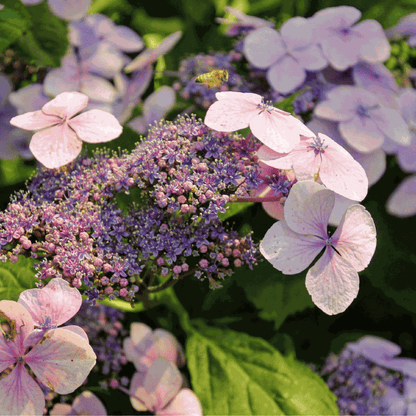 Hortensia - Hydrangea serrata 'Magic Pillow' - Hauteur 25-40cm - ⌀19cm