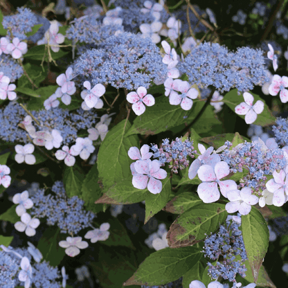 Hortensia - Hydrangea serrata 'Magic Pillow' - Hauteur 25-40cm - ⌀19cm