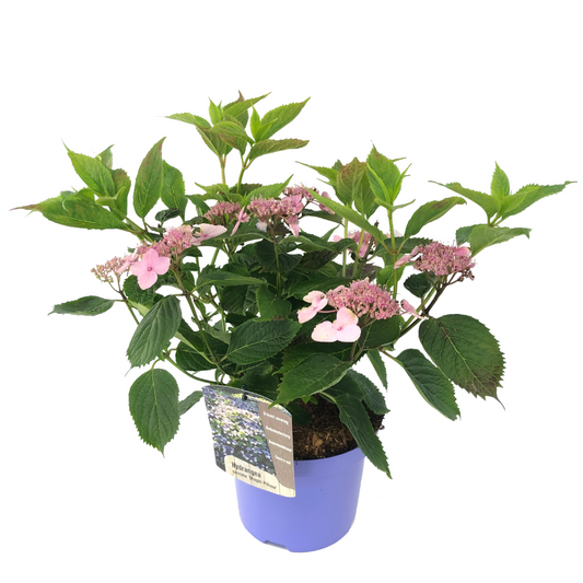 Hortensia - Hydrangea serrata 'Magic Pillow' - Hauteur 25-40cm - ⌀19cm