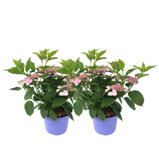 Hortensia - Set de 2 - Hydrangea serrata 'Magic Pillow' - H25-40cm - ⌀19cm