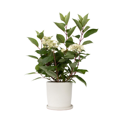 Hortensia - Hydrangea paniculata 'Early Harry' - Hauteur 25-40cm - ⌀19cm