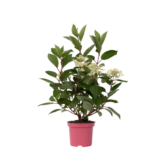 Hortensia - Hydrangea paniculata 'Early Harry' - Hauteur 25-40cm - ⌀19cm