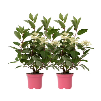 Hortensia - Set de 2 - Hydrangea paniculata 'Early Harry' - H25-40cm - ⌀19cm